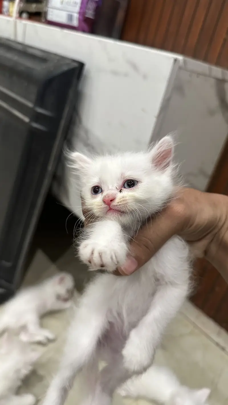 Cat White persion (kittensblueeyes) — photo 3