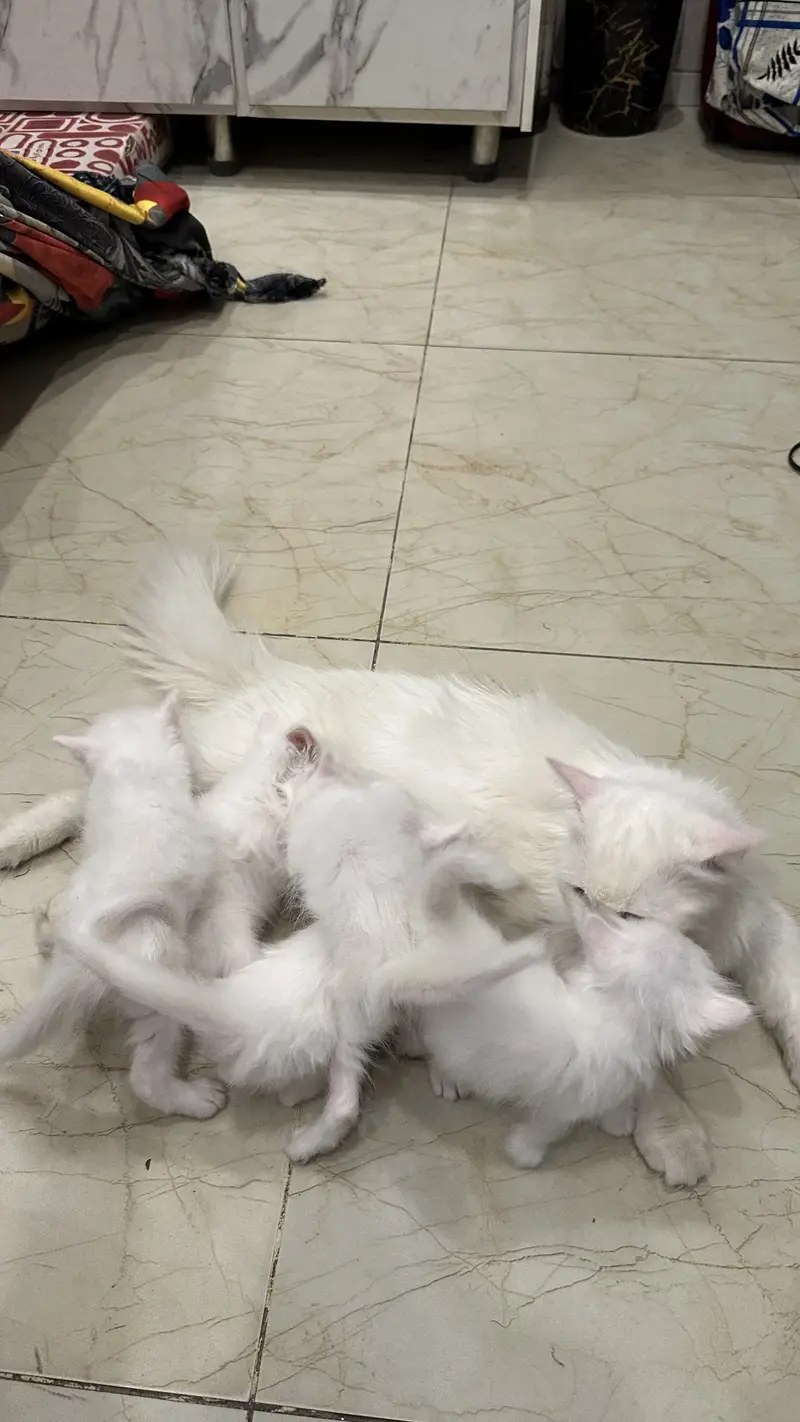 Cat White persion (kittensblueeyes) — photo 4