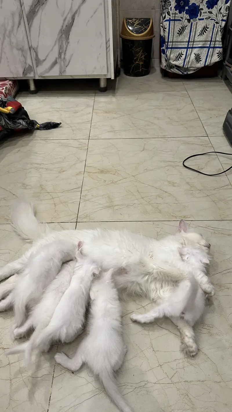 Cat White persion (kittensblueeyes) — photo 5