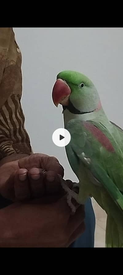 Pahari Kashmiri raw parrot hand tamed