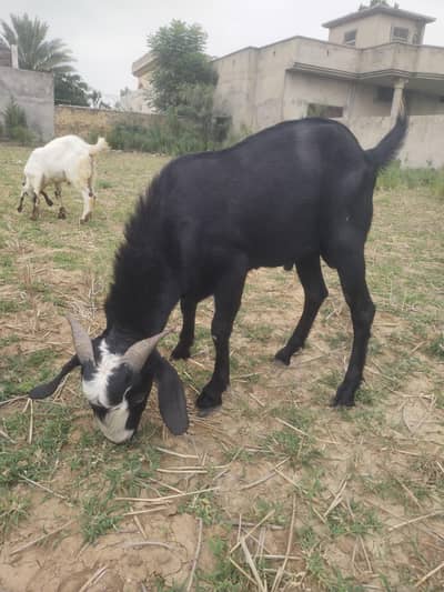 Black beauty