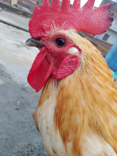 dasi murga
