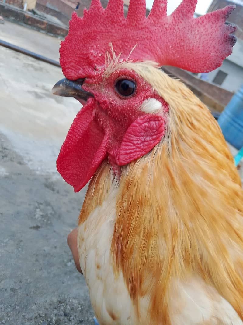 dasi murga 0