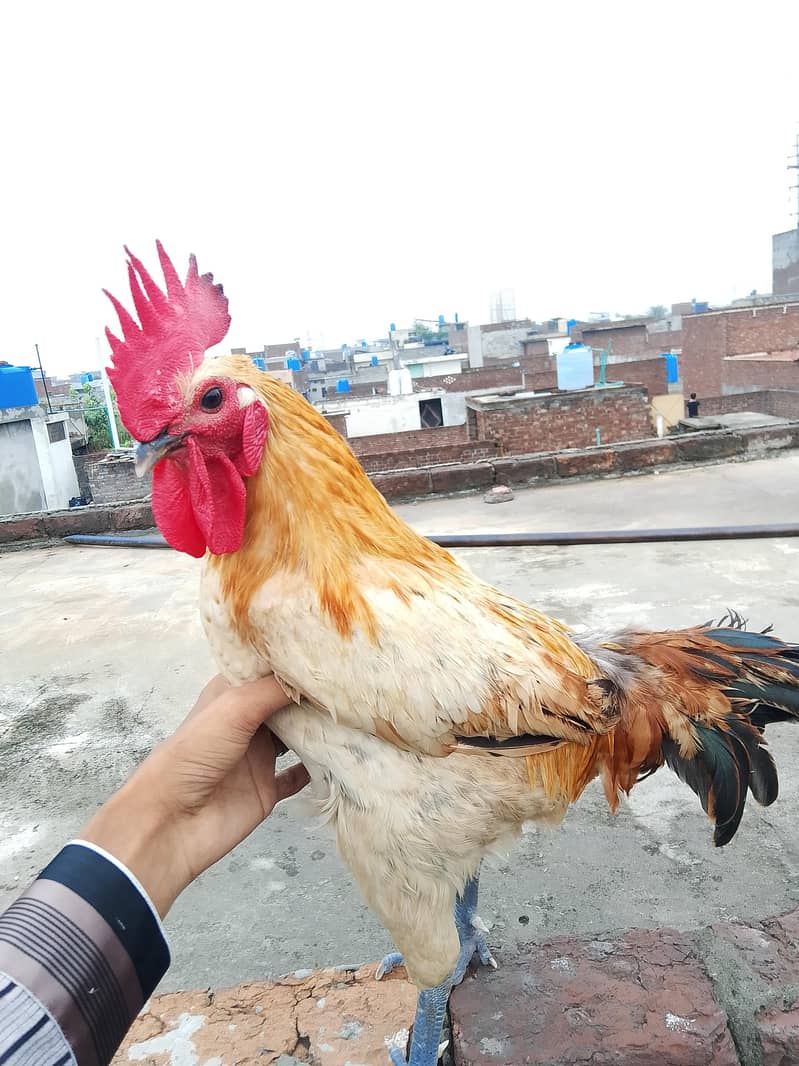 dasi murga 2
