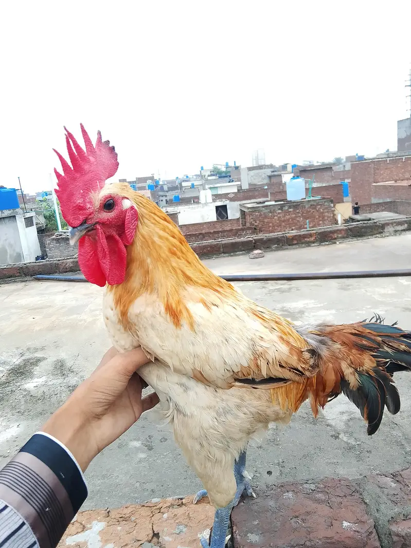 dasi murga — photo 3