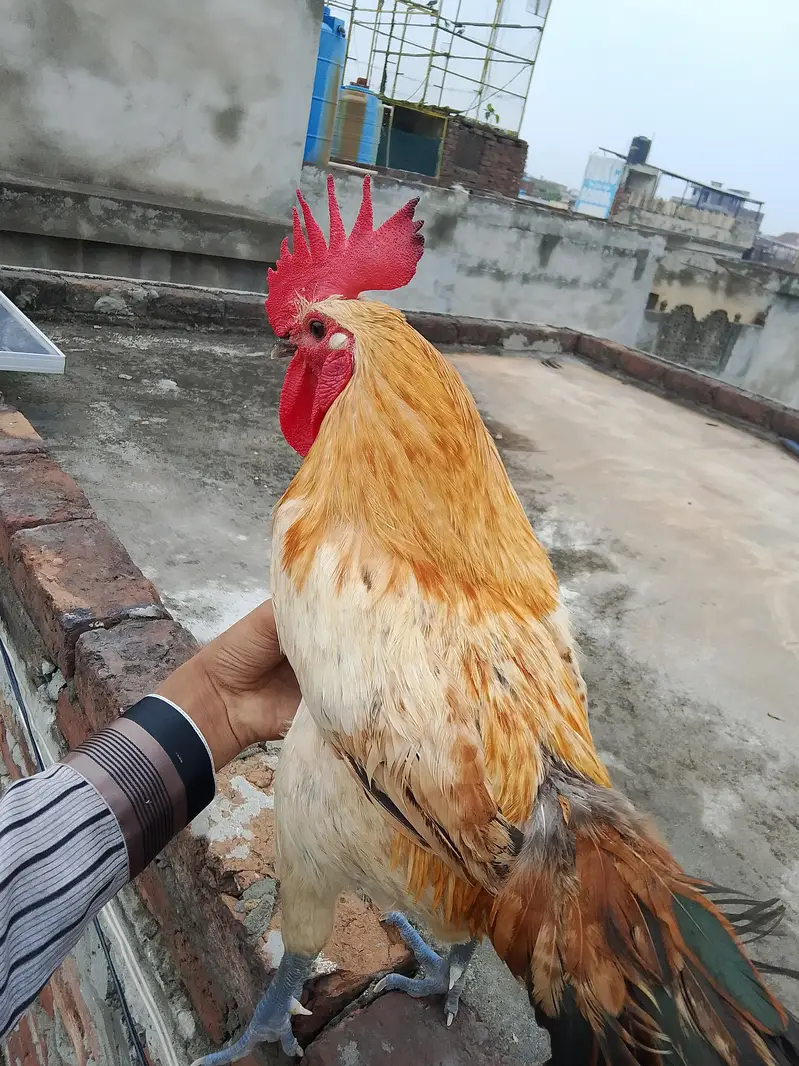 dasi murga — photo 4
