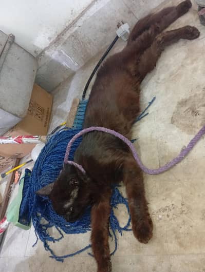 pershion double code for sale coler full black