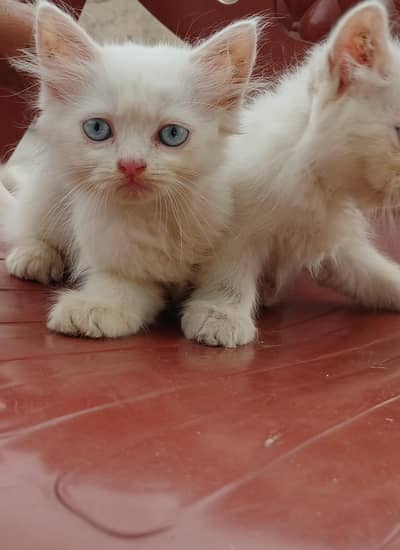 pure white female persian kitten with blue eyes
