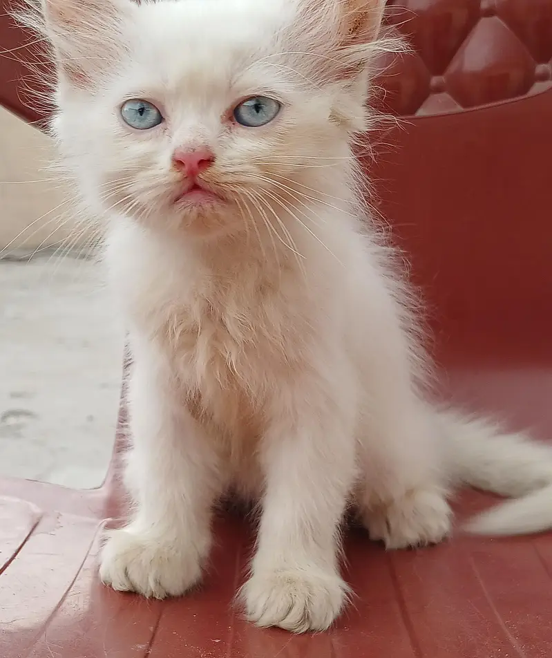 pure white female persian kitten with blue eyes — photo 2