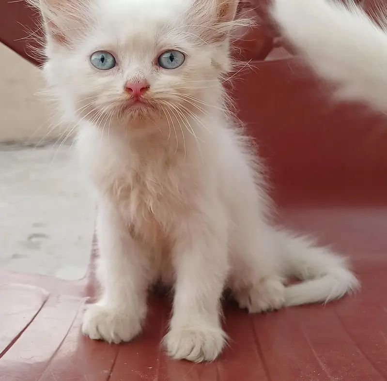 pure white female persian kitten with blue eyes — photo 3