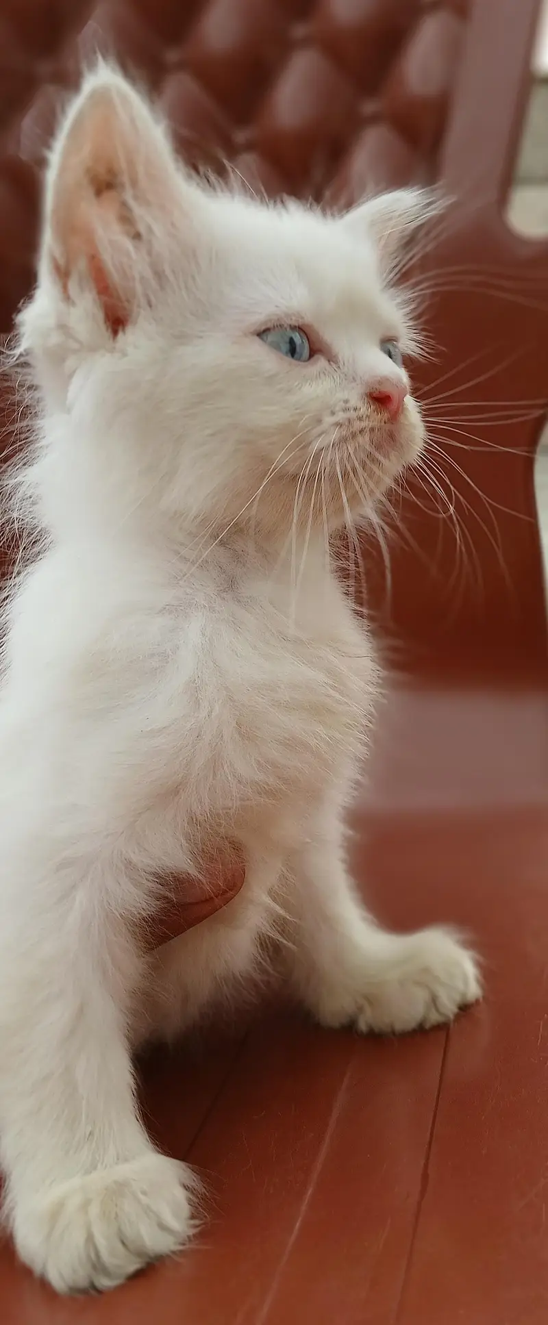 pure white female persian kitten with blue eyes — photo 4