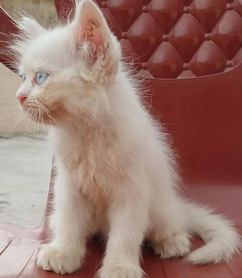 pure white female persian kitten with blue eyes — photo 5