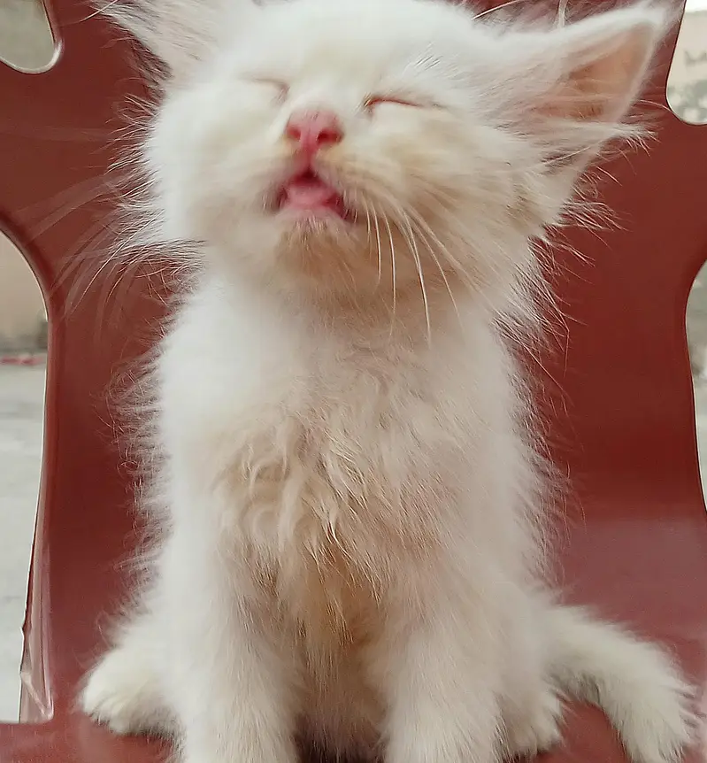 pure white female persian kitten with blue eyes — photo 6