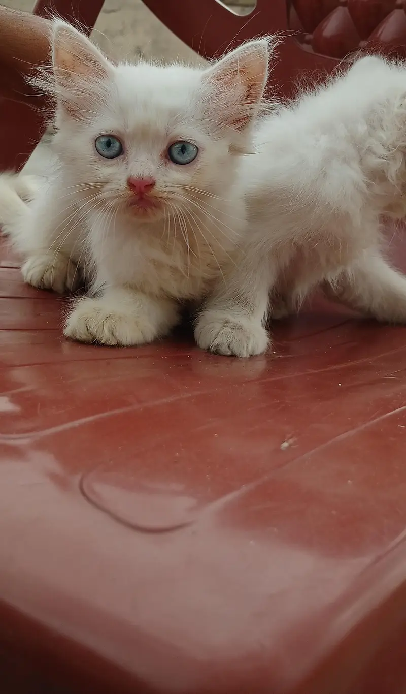 pure white female persian kitten with blue eyes — photo 7