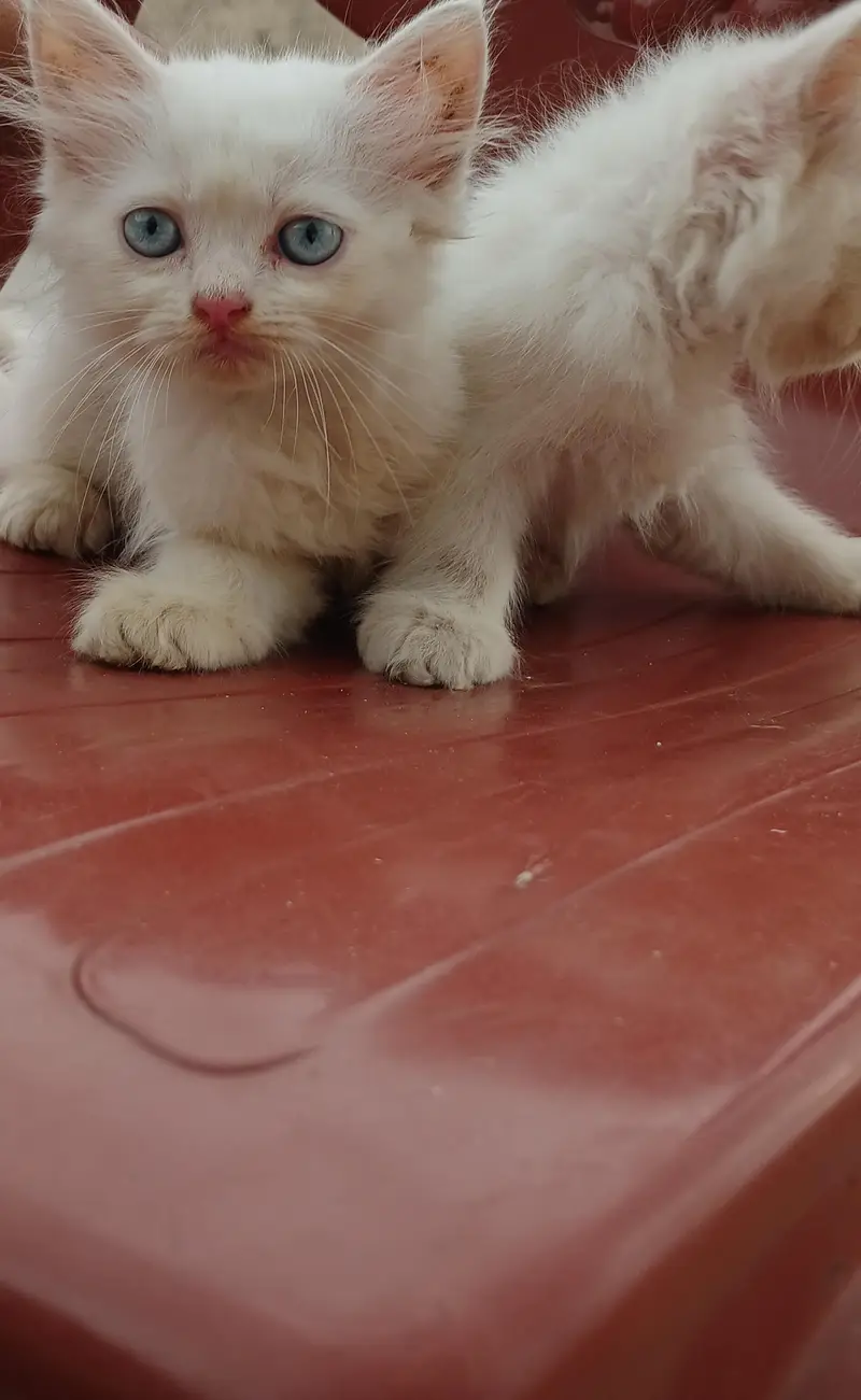 pure white female persian kitten with blue eyes — photo 8