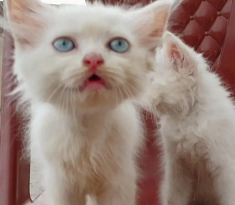 pure white female persian kitten with blue eyes — photo 9