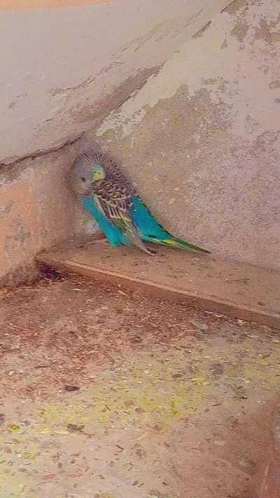 budgies pair