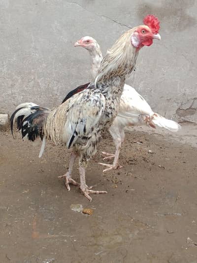 Aseel mian-wali cross 1 male or baki desi male