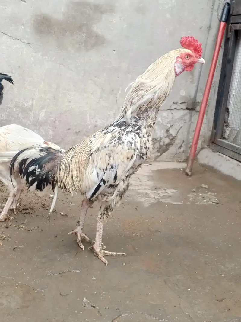 Aseel mian-wali cross 1 male or baki desi male — photo 2