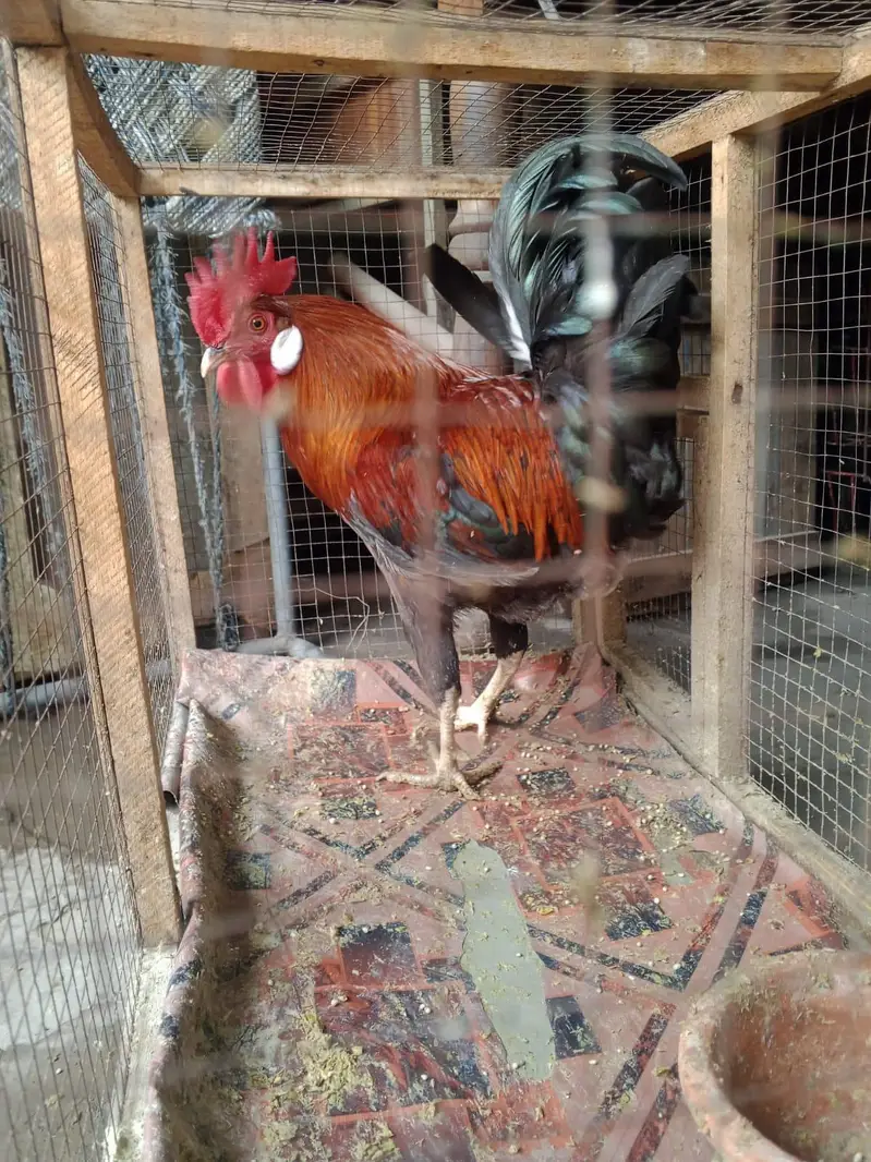 Aseel mian-wali cross 1 male or baki desi male — photo 3