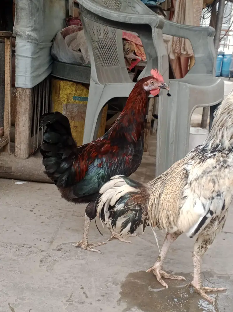 Aseel mian-wali cross 1 male or baki desi male — photo 5