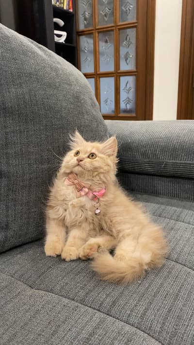 2.5 months persian kitten