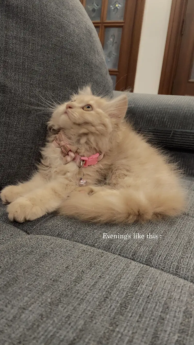 2.5 months persian kitten — photo 2