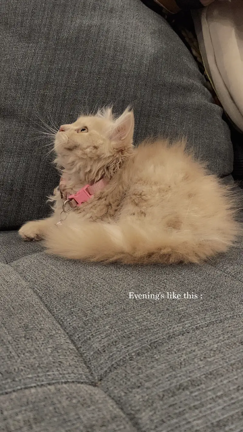 2.5 months persian kitten — photo 3