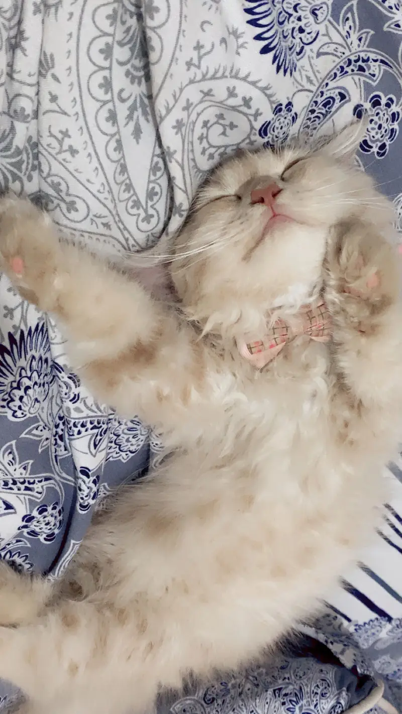 2.5 months persian kitten — photo 4