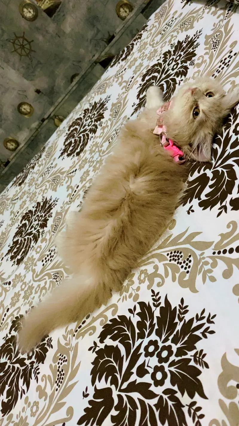 2.5 months persian kitten — photo 5