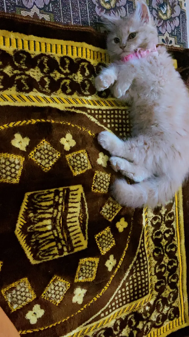 2.5 months persian kitten — photo 6