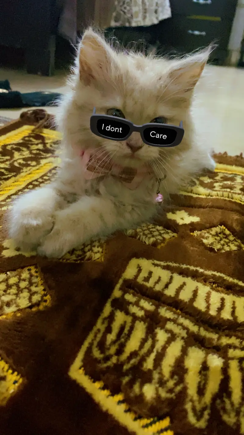 2.5 months persian kitten — photo 7