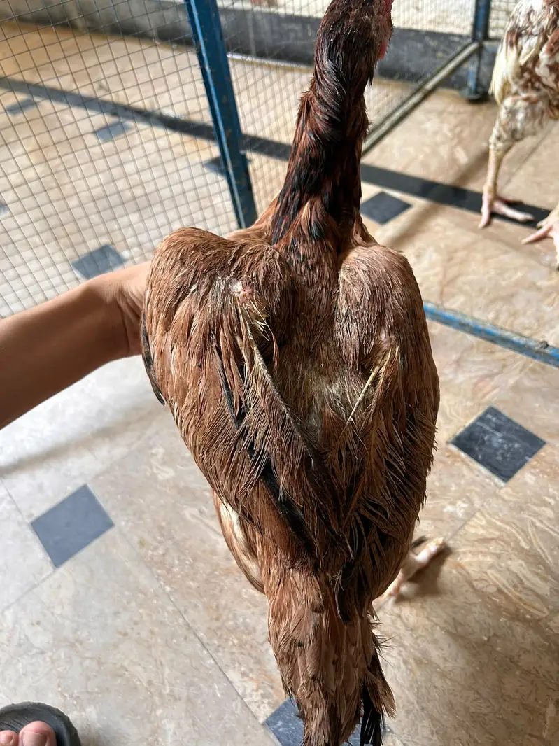 All brid sell — photo 2