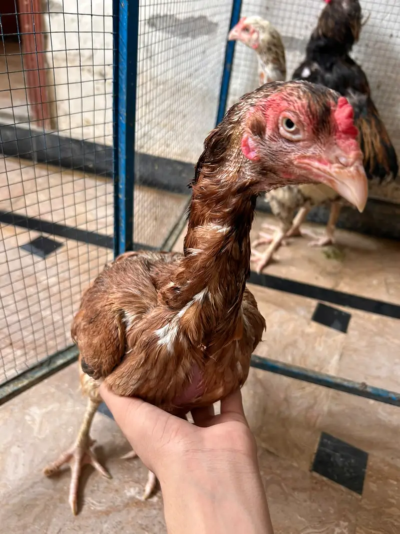 All brid sell — photo 3