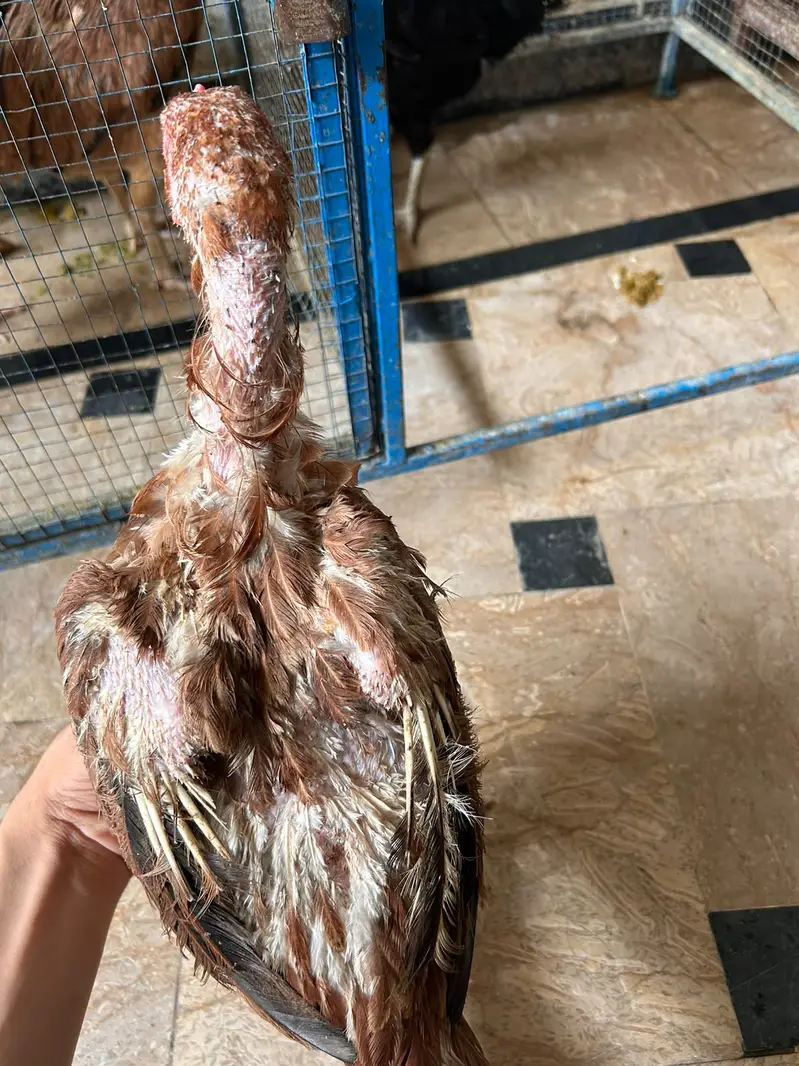 All brid sell — photo 4