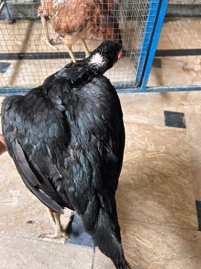 All brid sell — photo 7