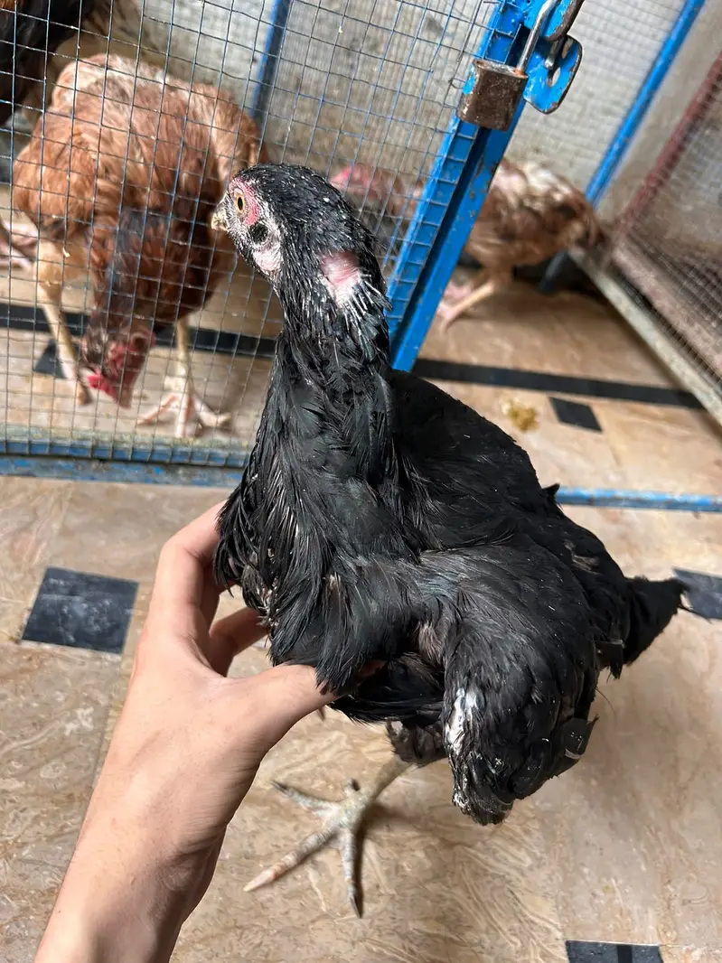 All brid sell — photo 8