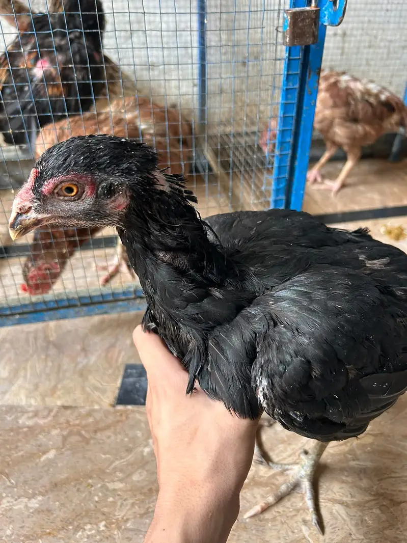 All brid sell — photo 9