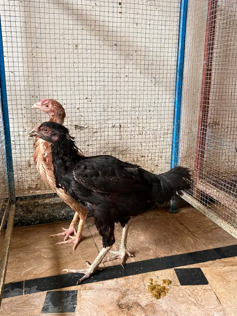 All brid sell — photo 10