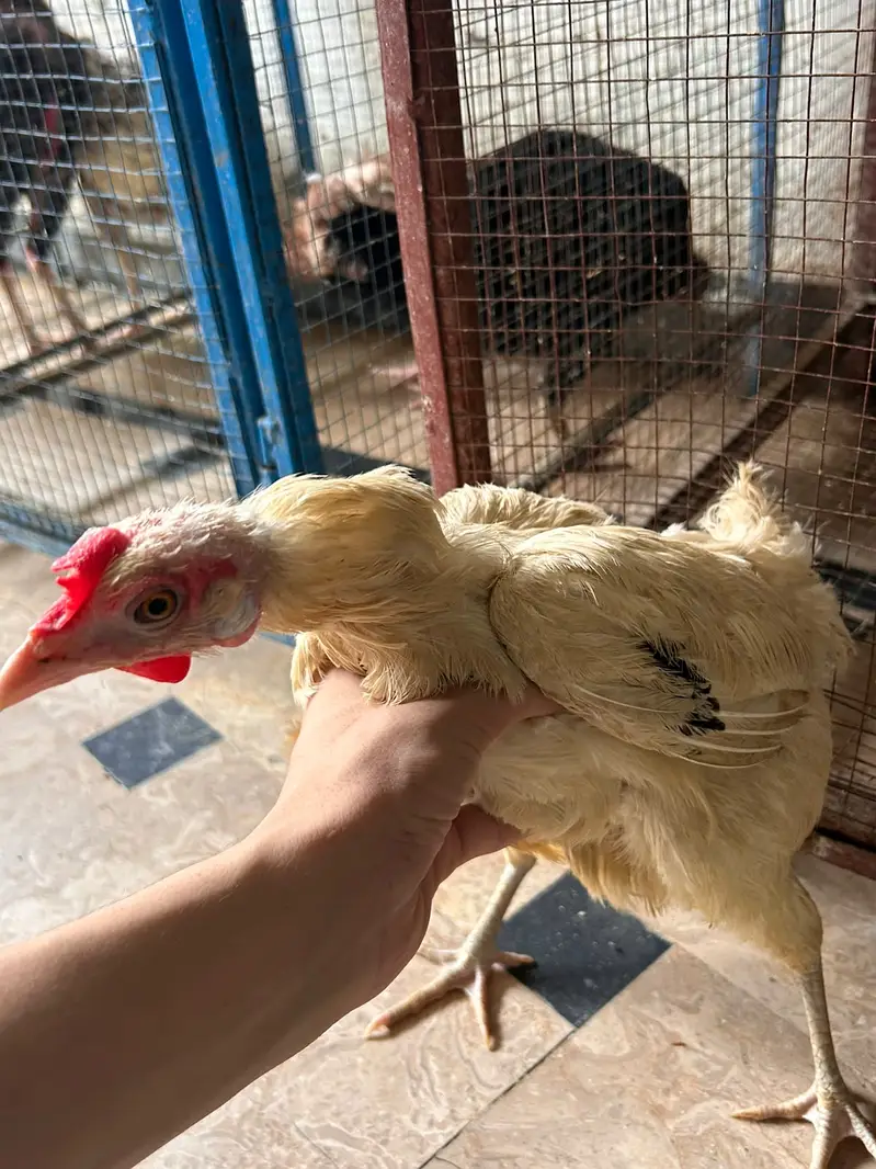 All brid sell — photo 12