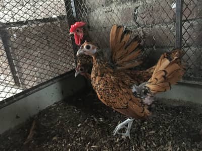 Golden sebright Trio for sale