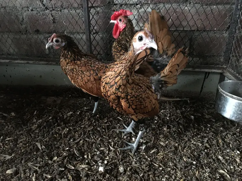 Golden sebright Trio for sale — photo 2