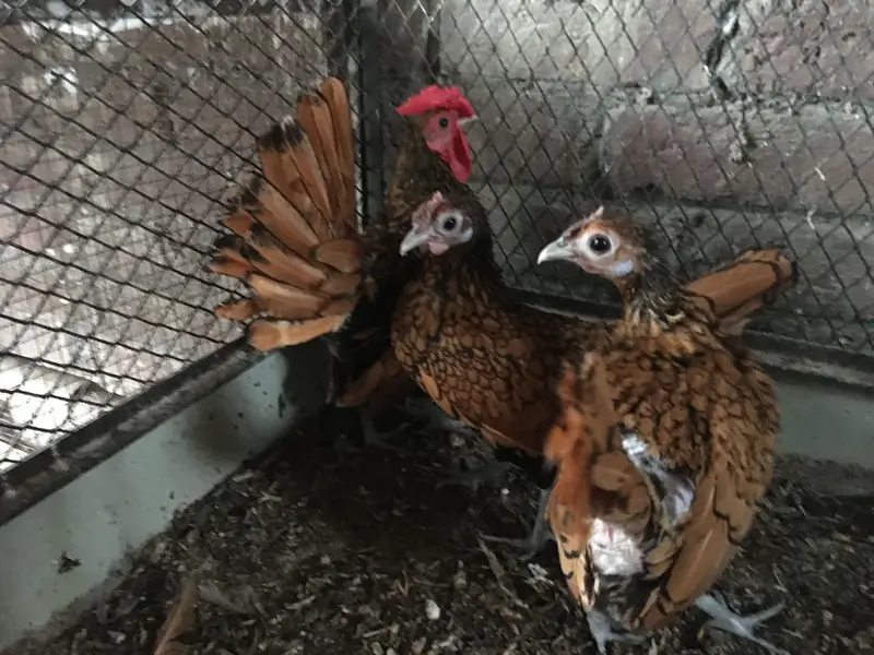 Golden sebright Trio for sale — photo 3