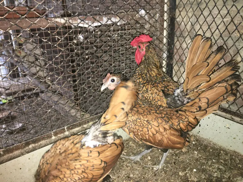 Golden sebright Trio for sale — photo 4