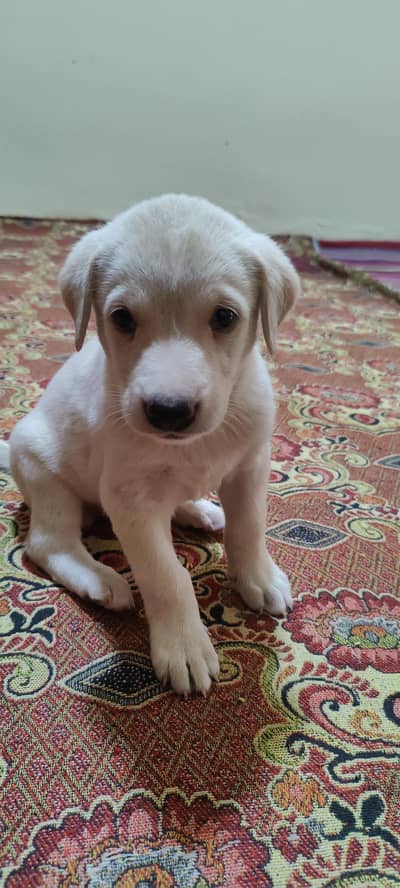 Labrador female puppy available