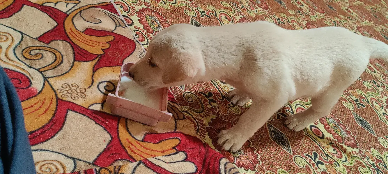 Labrador female puppy available — photo 2