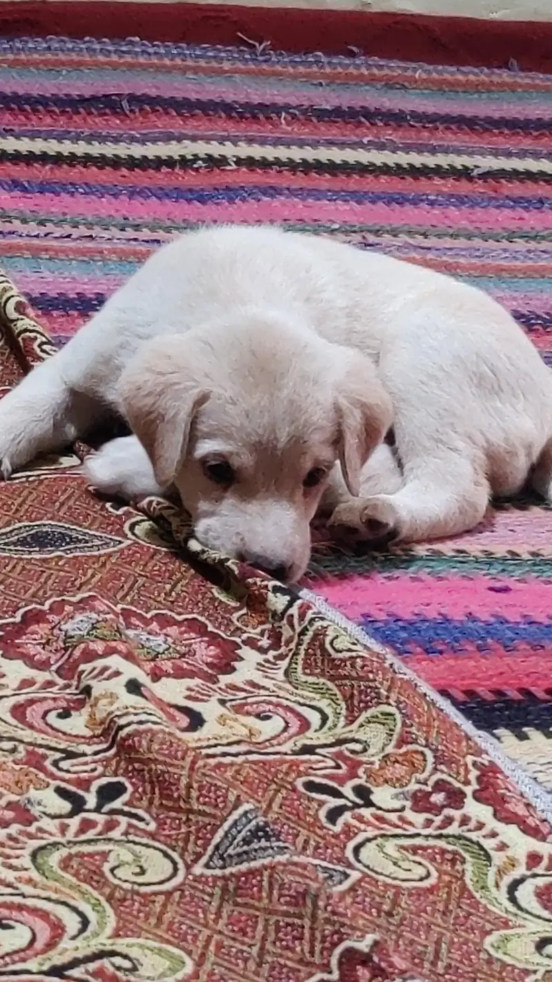 Labrador female puppy available — photo 3