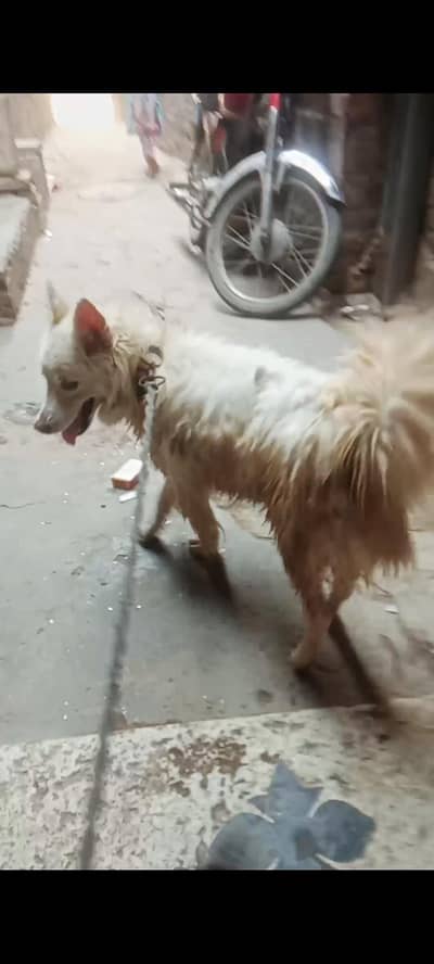 Russian dog