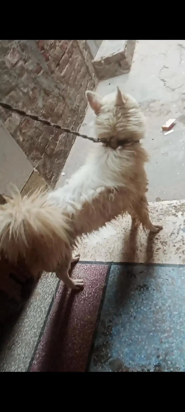 Russian dog — photo 2