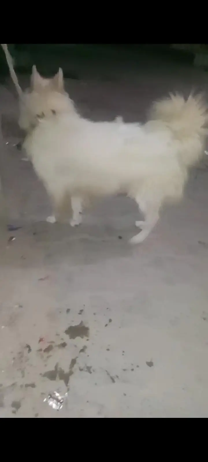 Russian dog — photo 3